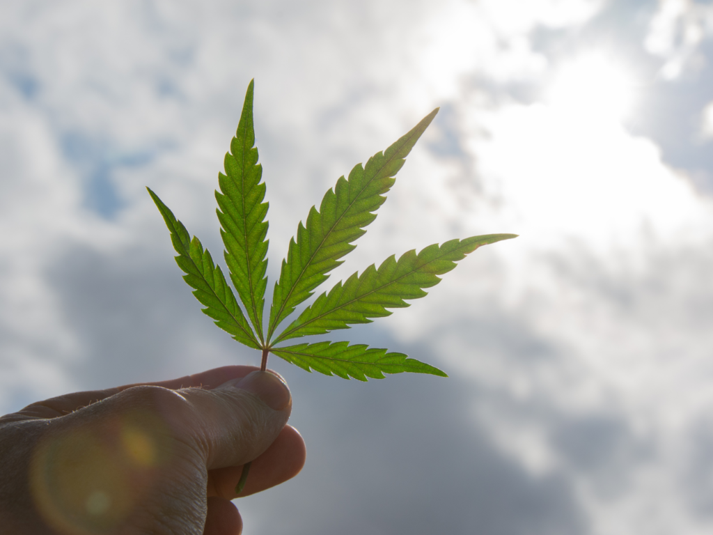 Cannabis