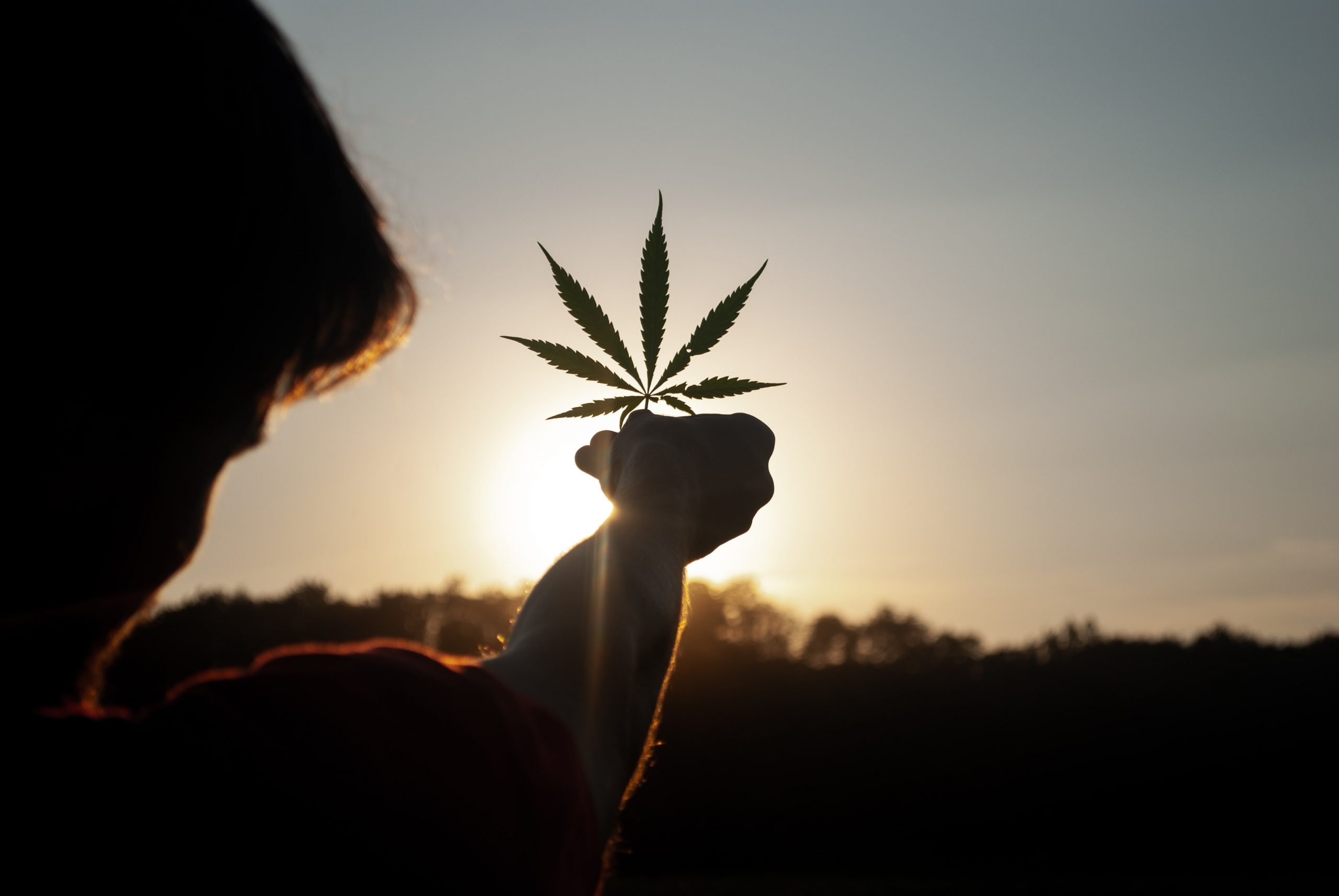 cannabis leaf at sunset