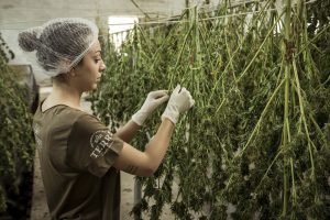 woman hanging cannabis to dry