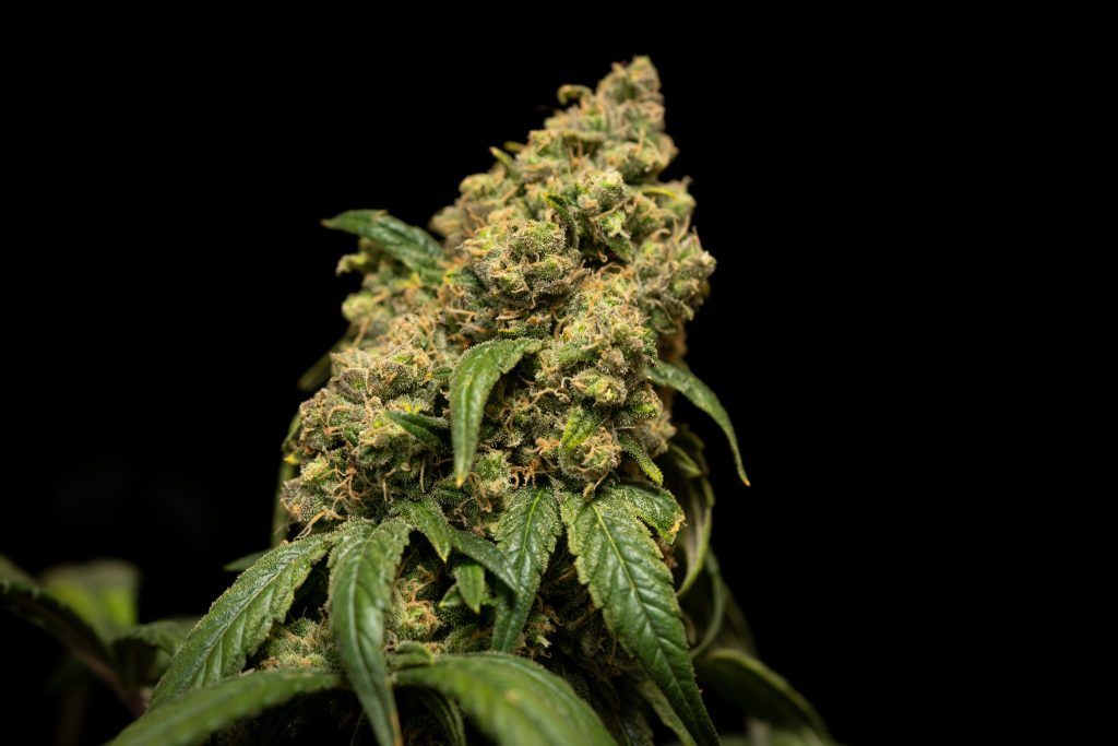 picture of cannabis for master kush blog