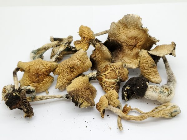 Amazonian Magic Mushrooms (Cubensis)