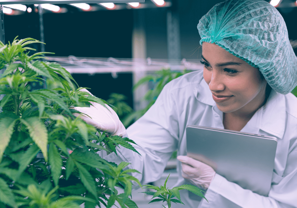 Weed Strain Information Peanut Butter Breath