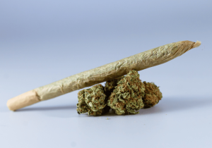 blueberry gas strain