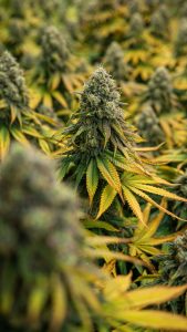 Pink Tuna strain cannabis buds with skunky aroma