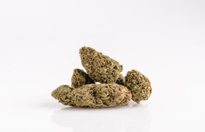 Pink Tuna strain cannabis buds with earthy tones.
