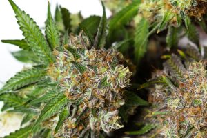 Cannabis Grading Scale