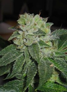 MK Ultra Strain