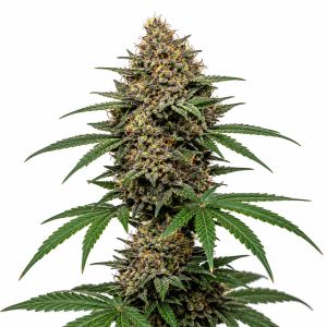 biscotti strain